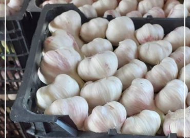 Garlic Export Basket